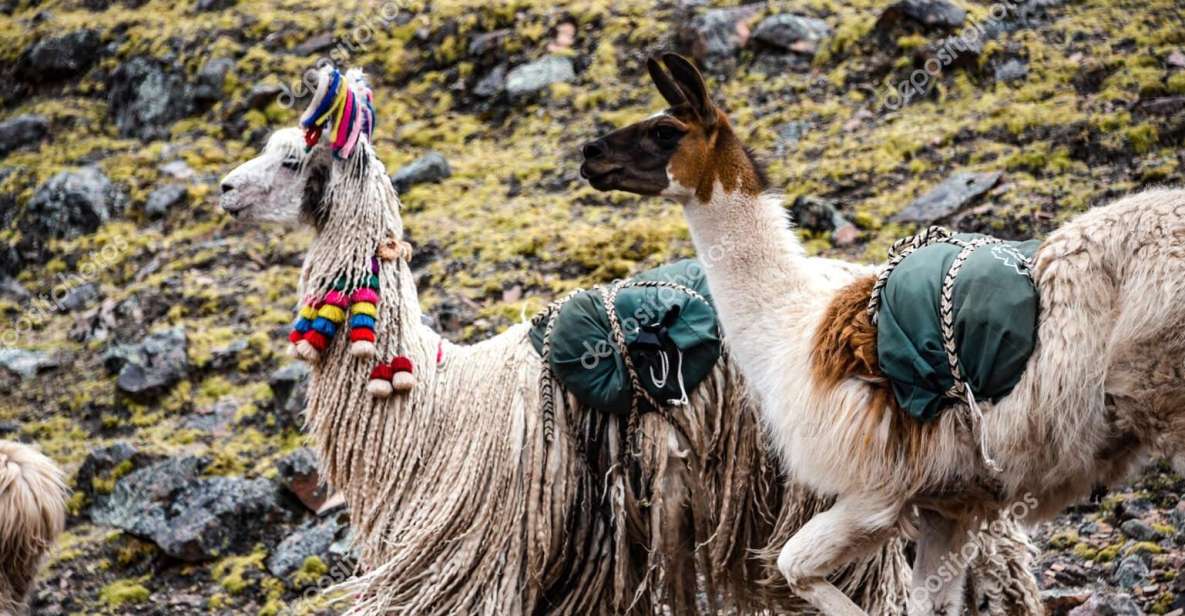 From Cusco: Tour to Chinchero/Maras/Moray+Picnic - Discovering Moray