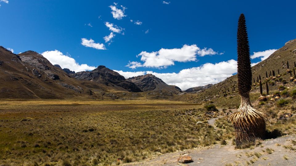 From Huaraz: Glacier Pastoruri and Puya Raimondi Day Tour - Inclusions and Exclusions