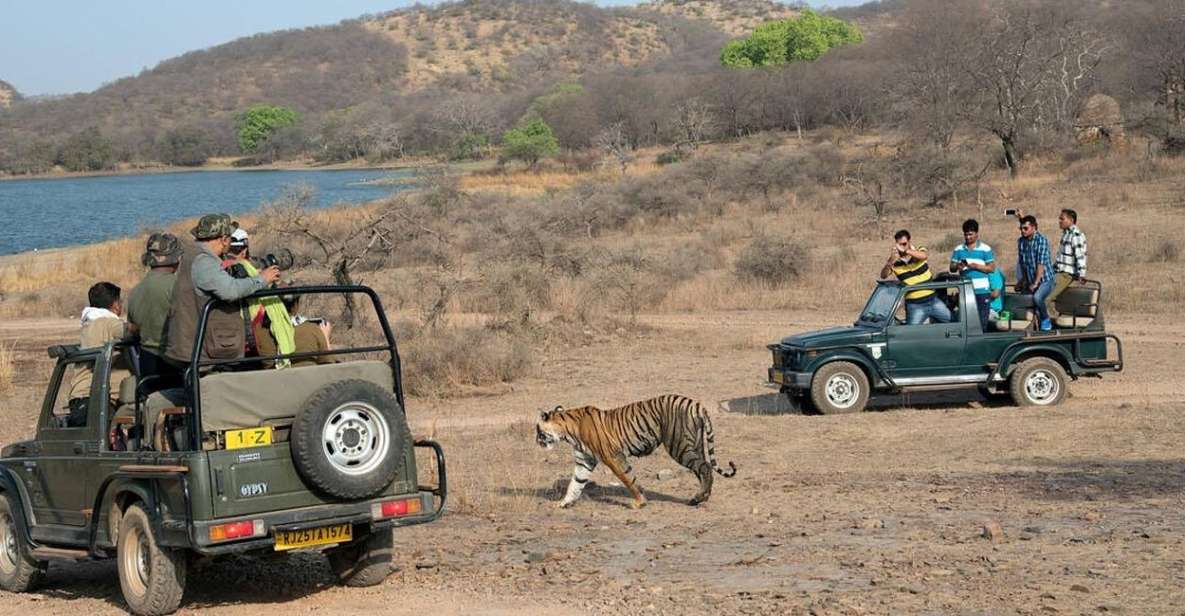 From Jaipur: Overnight Ranthambore Tiger Safari Private Tour - Safari Experience Details