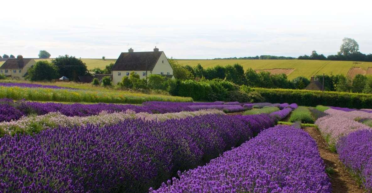 From London: Cotswolds, Country Pub Lunch & Lavender Fields - Cotswolds Experience