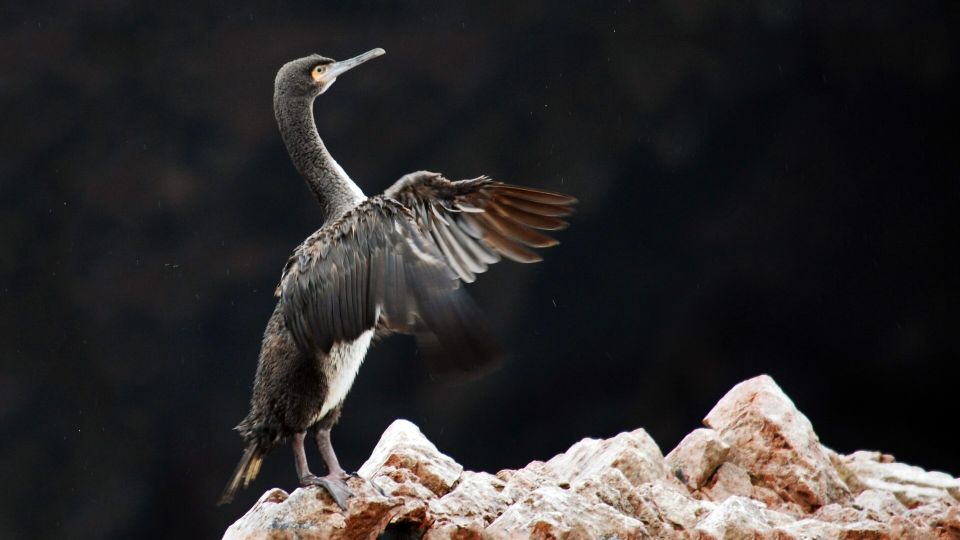 From Paracas: Ballestas Islands and Tambo Colorado Tour - Tour Experience