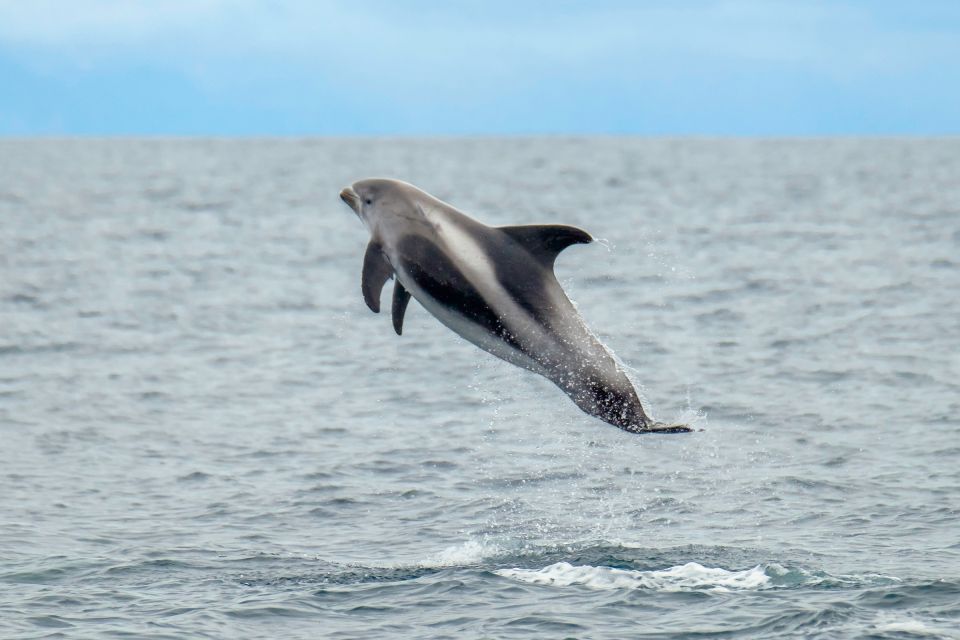 From Reykjavik: Whale Watching Tour by Speedboat - Wildlife and Scenery