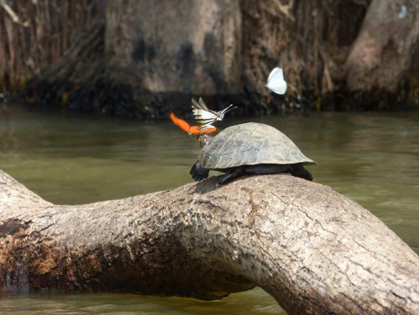 From Tambopata: Amazon Jungle Hike and Lake Sandoval 1-Day - Detailed Itinerary