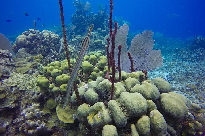 Full-Day Catalina Island Snorkeling Tour From Punta Cana - Tips for a Great Experience