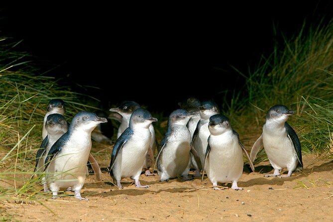 Full-Day Penguins and Wildlife Nature Experience From Melbourne - Wildlife Encounters