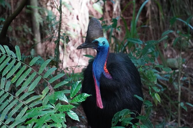 Fun, Falls and Forests Day Trip From Cairns - Pickup Locations and Schedule