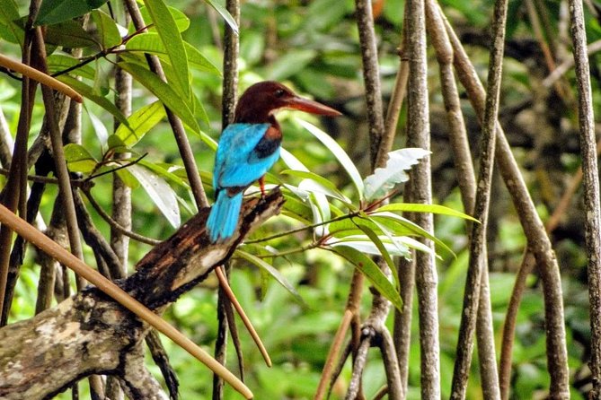 Galle Day Tour - Bentota River Adventure