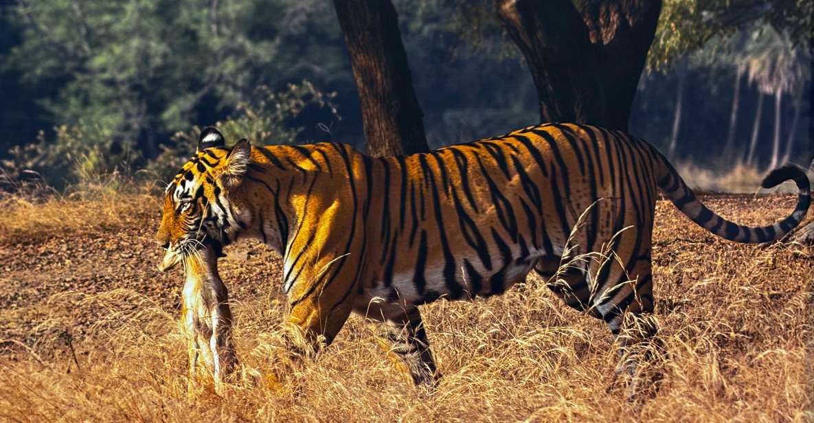 Golden Triangle Tour With Ranthambore by Car 6 Nights 7 Days - Experience Highlights