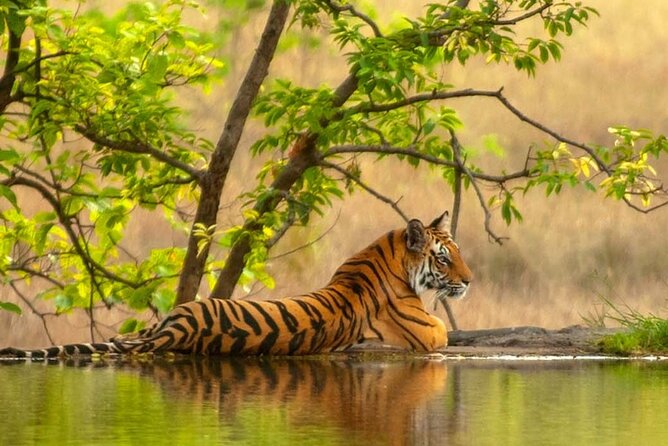 Golden Triangle Tour With Ranthambore - Meeting and Pickup Details