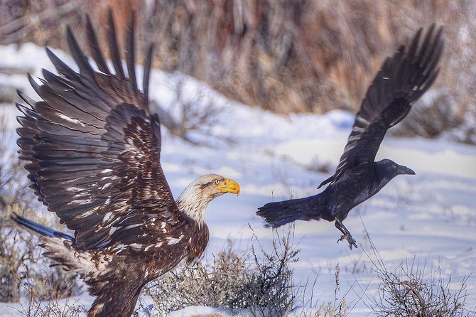 Grand Teton and National Elk Refuge Winter Wonderland Full Day Adventure - Wildlife You May Encounter