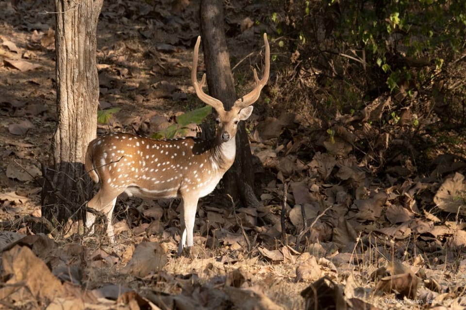 Gujarat: Gir National Park Forest Lion Safari in Open Jeep - The Safari Experience