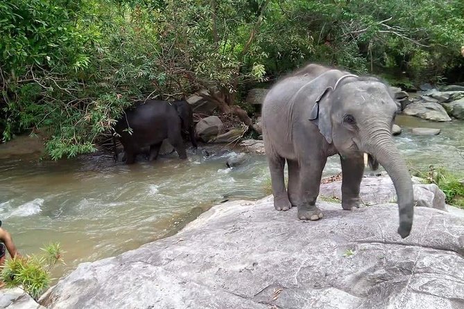 Half Day Elephants in Nature Experience (Morning) - Inclusions of the Experience