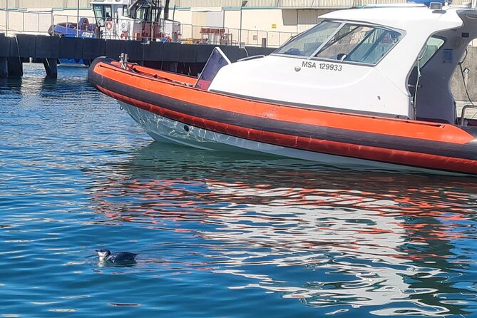 Harbour, Albatross and Wildlife Cruise on Otago Harbour - Operators Commitment to Improvement