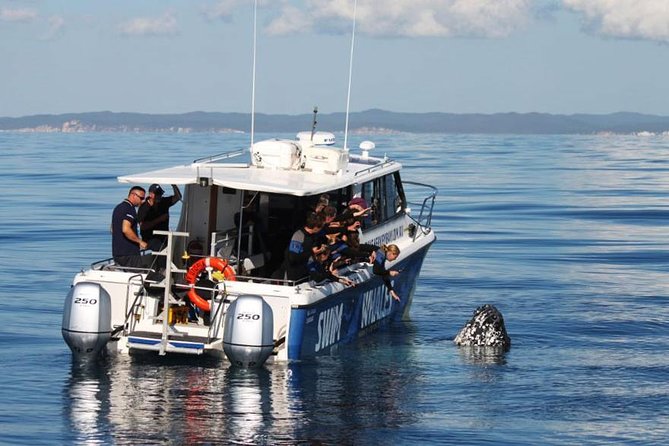 Hervey Bay Whale Swim and Watch - Customer Reviews and Feedback