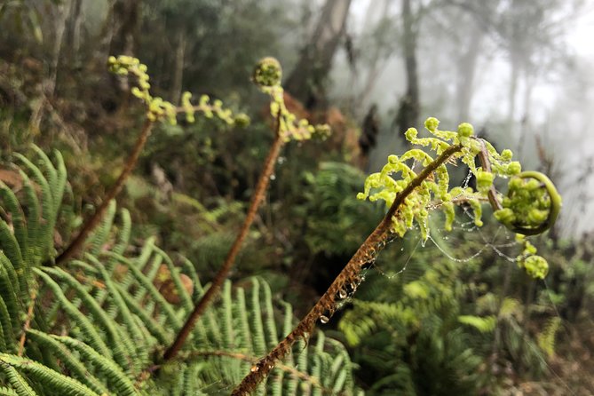 Hiking Fansipan in 1 Day - Meeting Points and Pickup