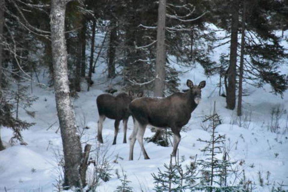 Hønefoss: 2-Day Moose Safari in Oslo's Wilderness - Detailed Itinerary
