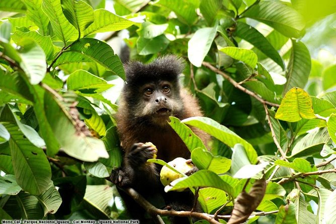 Iguazu Falls Argentina - Pricing and Booking Information