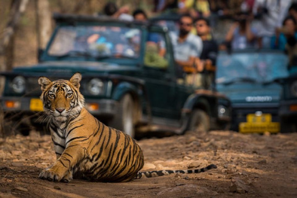 Jaipur City Tour With Ranthambore Tiger Safari - Day One Activities