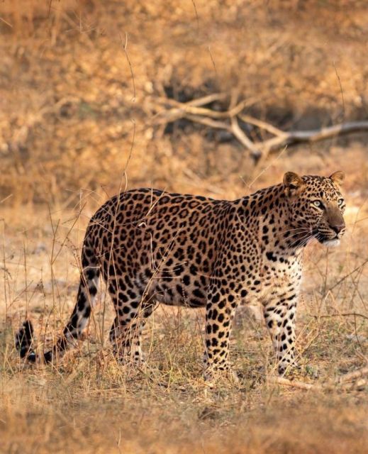 Jaipur: Jhalana Leopard Safari Private Tour - Itinerary Highlights