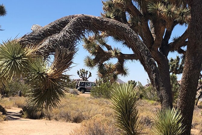 Joshua Tree National Park Driving Tour - Highlights of the Park