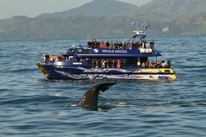 Kaikoura Whale Watch Day Tour From Christchurch - Important Information