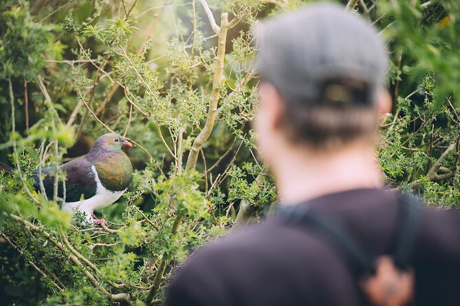 Kapiti Island Classic Guided Day Tour - Tour Inclusions and Amenities