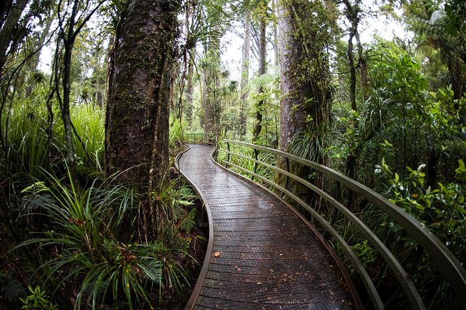 Kawiti Glow Worm Cave Tour & Opua Forest Walk - Guest Experiences