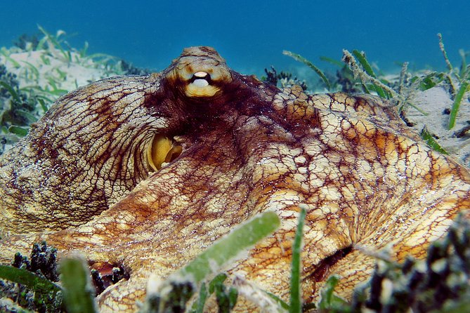 Kayak and Sea Turtle Snorkel With Beach Break - Health and Safety Requirements