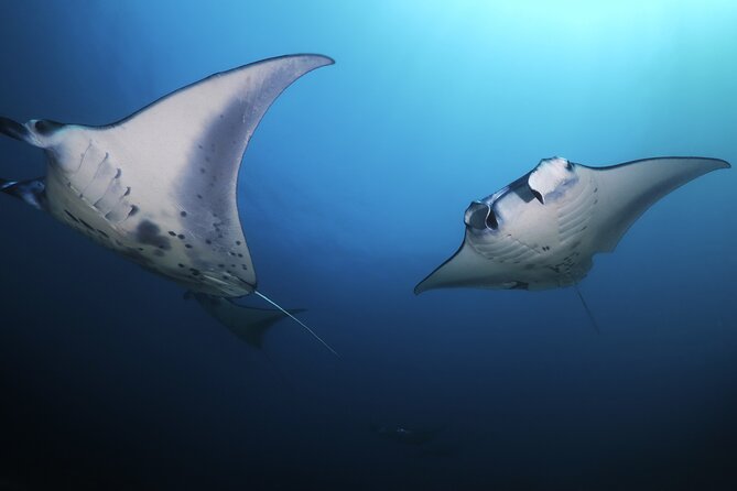 Kona Manta Ray Night Snorkel Adventure! Small Group - Safety Measures