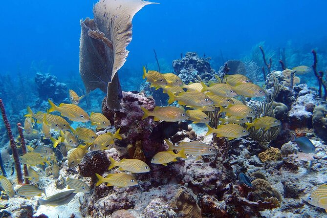 Learn to Scuba Dive in Punta Cana - Included Equipment and Services