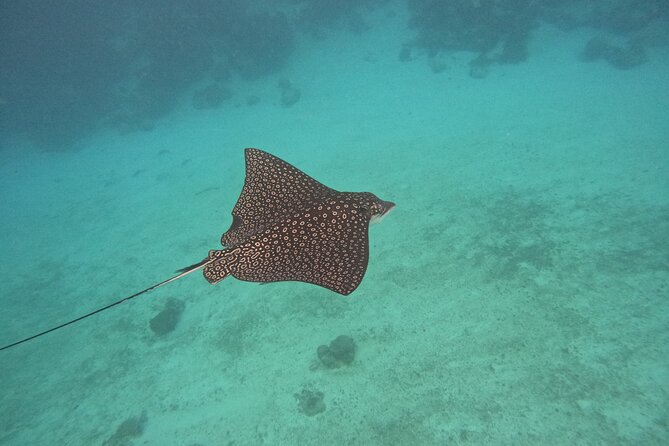 Lets Snorkel Hol Chan the Best Marine Reserve in Belize - Meeting and Departure Information