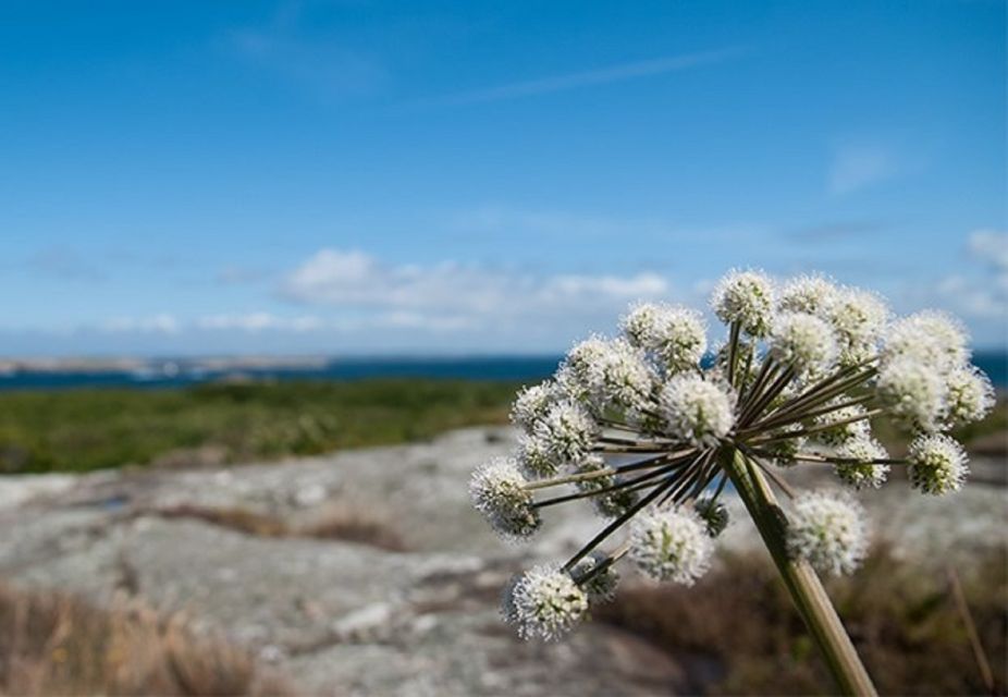 Lilla Bommen: 4-Hour Guided Boat Tour to Vinga Island - Booking Details