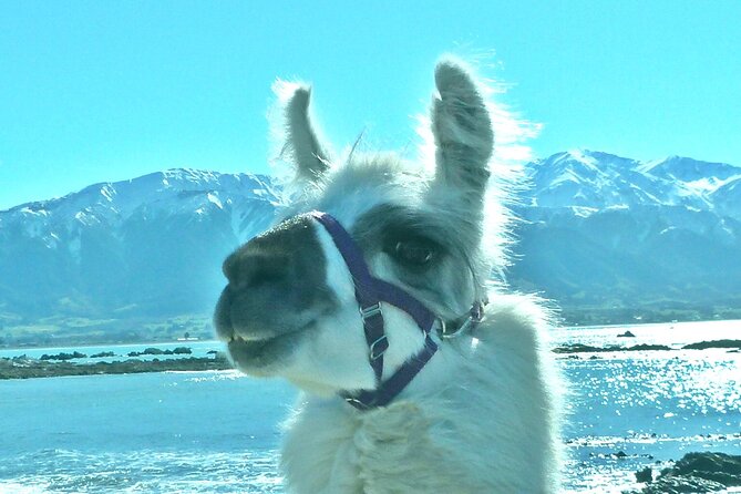 Llama Trek (Half-day) - Kaikoura Bay, Beaches & Seal Colony - Meeting and End Locations