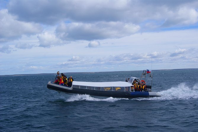 Magdalena Island Penguin Tour by Boat From Punta Arenas - Customer Experiences