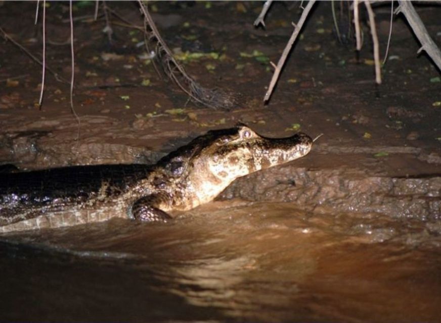 Manaus: Piranha Fishing and Alligator Watch Evening Tour - Alligator Spotting Adventure