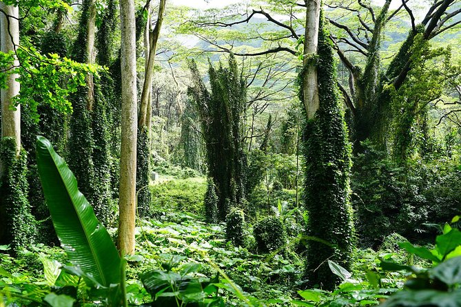 Manoa Waterfall Hike From Waikiki With Healthy Lunch Included - Guide Feedback and Insights