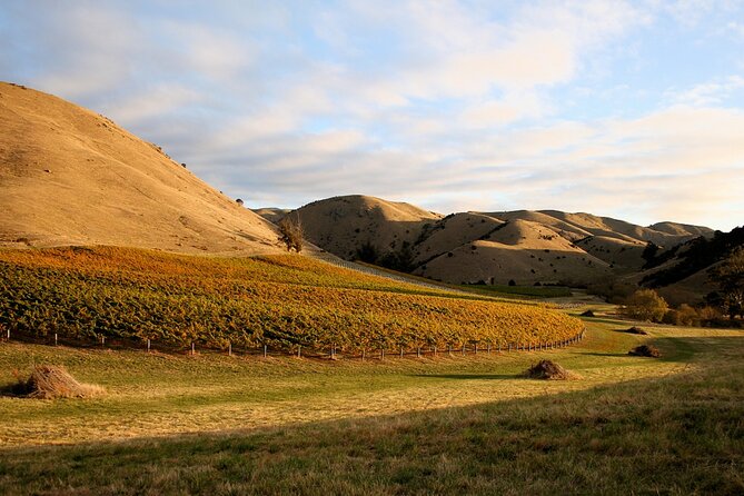 Marlborough Afternoon Wine Tour With Tastings - Guest Reviews