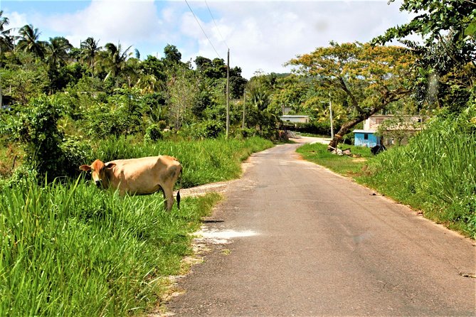 Montego Bay Highlights Heritage Tour From Montego Bay Hotels - Lunch Options During the Tour