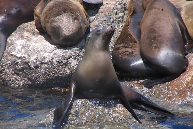 Monterey Whale Watching Tour - Participant Restrictions