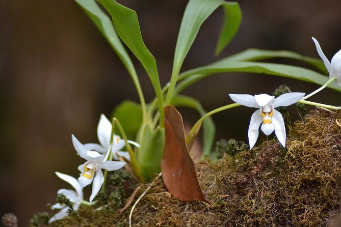 Mount Doi Inthanon Hiking & Bird Watching - Meeting Points and Schedule