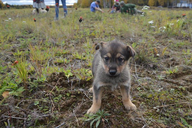 Mush Your Own Sled Dog Team (Summer/Fall Tour) - Booking Your Tour