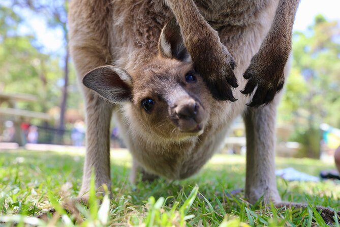 Nature and Wildlife: Australia in One Day - Private Tour - Pricing and Booking Information