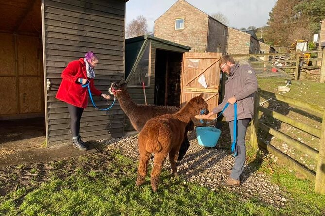 Naze View Farm Alpaca Experience - Pricing and Inclusions