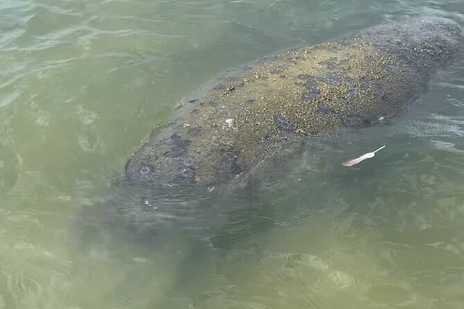 New Smyrna Dolphin and Manatee Kayak and SUP Adventure Tour - Meeting Details