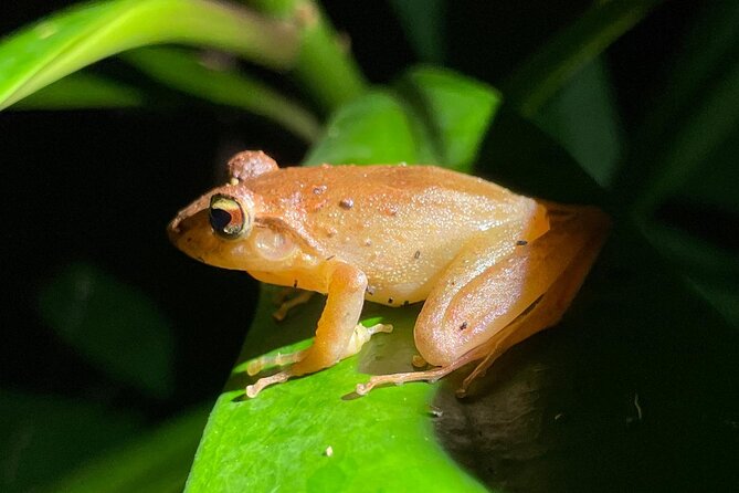 Night Walk Tour Monteverde - Wildlife Sightings and Experiences