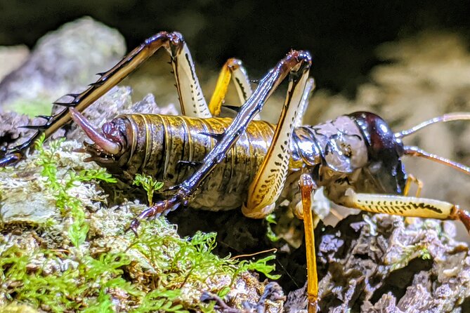 Nocturnal Adventure Glow-Worm Tour - Safety Precautions