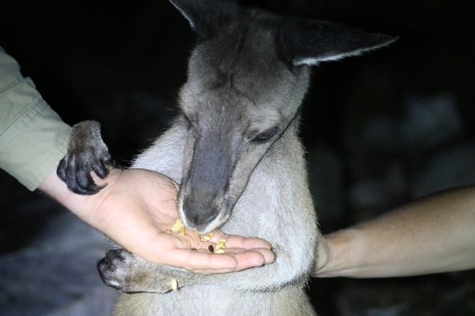 Nocturnal Wildlife Tour From Busselton or Dunsborough - Booking Details