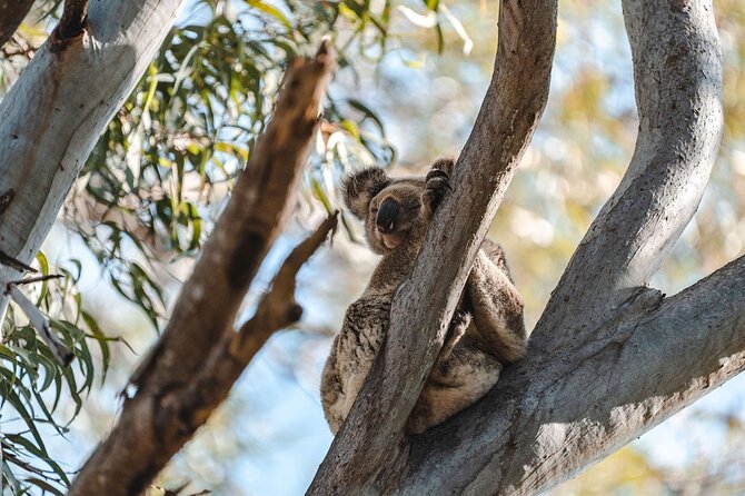 North Stradbroke Island (Minjerribah) Day Trip From Brisbane - Wildlife Encounters