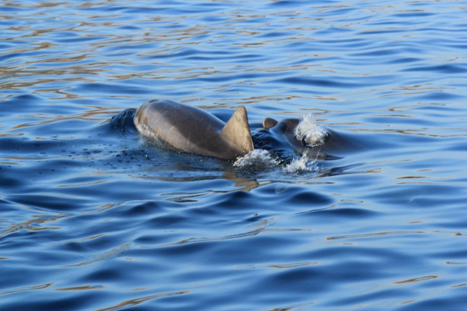 Olbia : Dolphins Watching & Snorkeling - Meeting Point Information