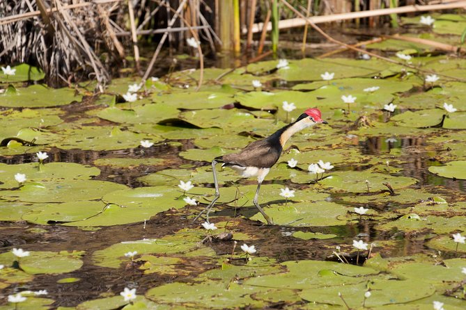 Ord River Discoverer Cruise With Sunset - Traveler Experiences